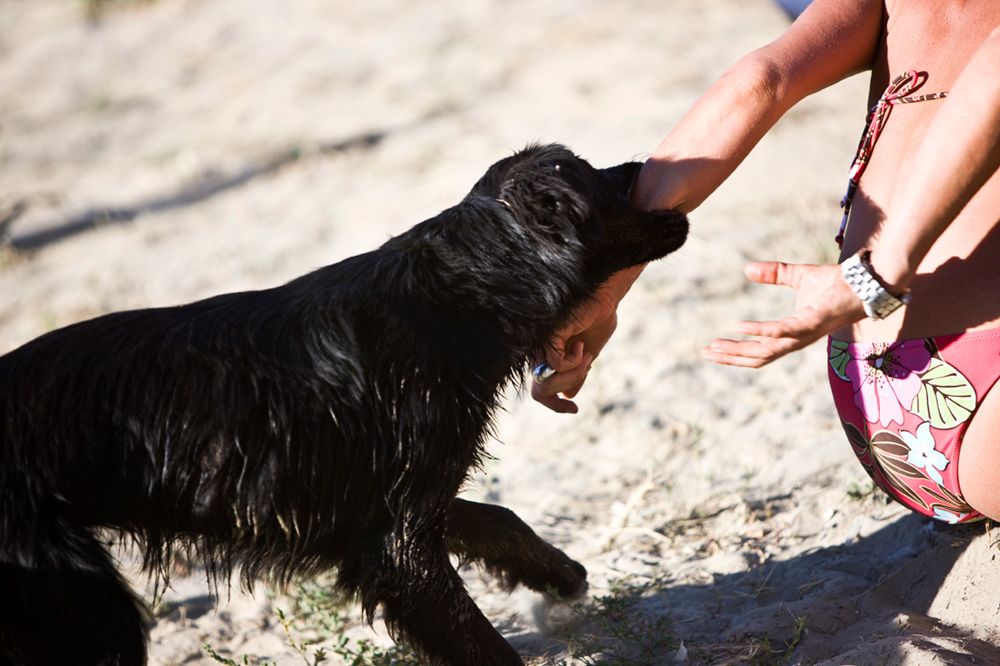 A black dog bites a woman's arm